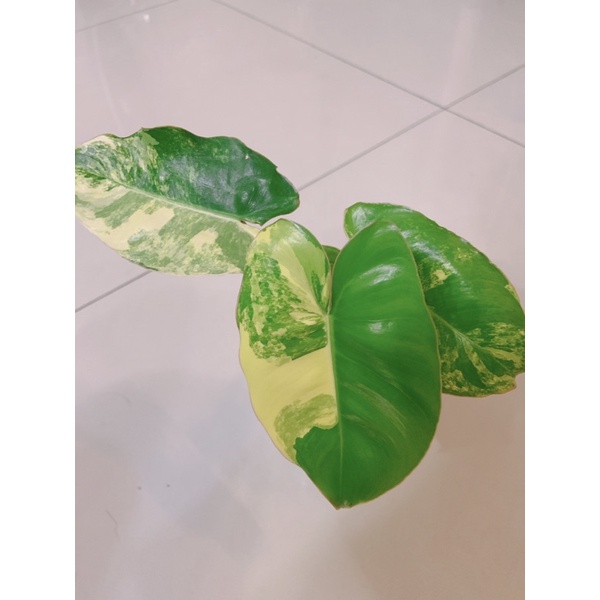 斑葉獨角獸蔓綠絨 Philodendron 'Burle Marx' variegated-網美、觀葉植物