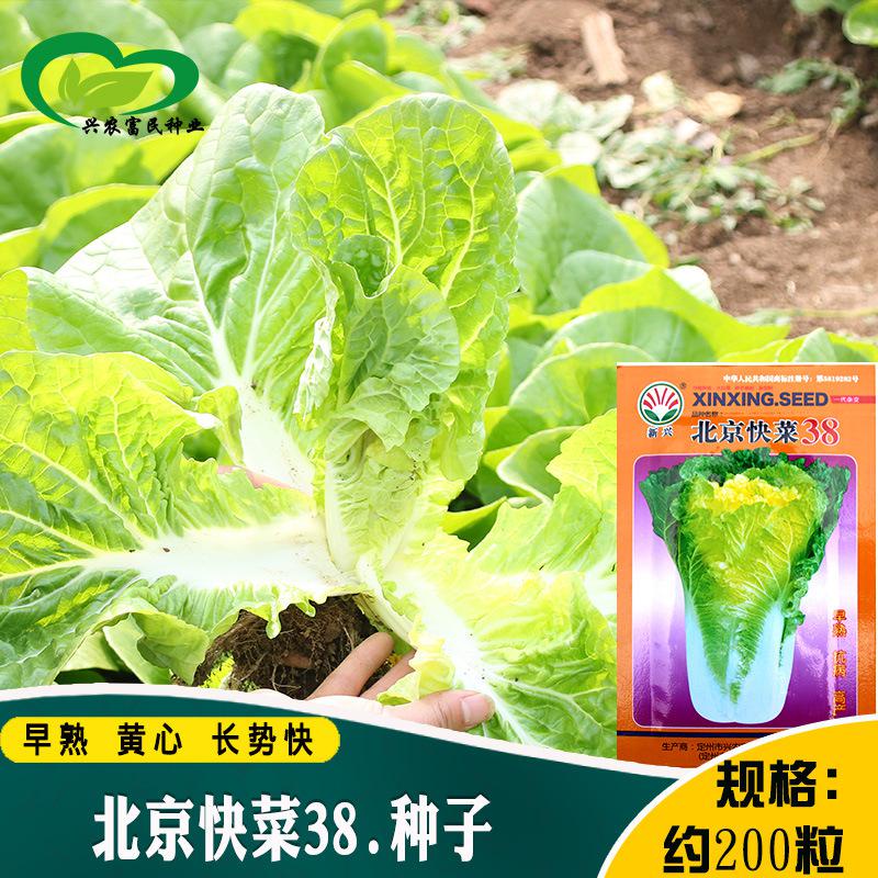 北京快菜38天小白菜種子批髮 農田菜園柔嫩黃心白菜蔬菜種子