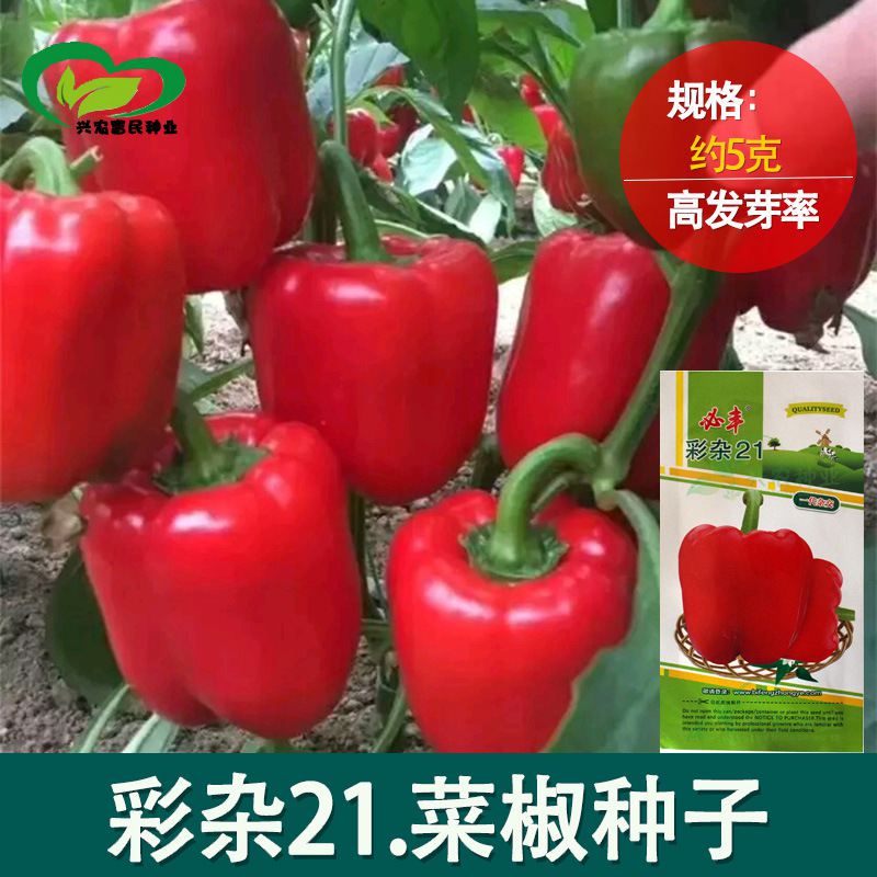紅色甜椒種子 彩色青椒菜椒柿子辣椒種子 農田菜園燈籠椒蔬菜種子