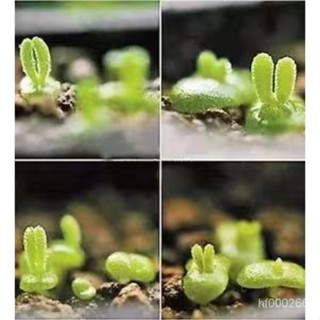 小兔子碧光環多肉種子 稀有多肉種子新手推薦高發芽率多肉種子 碧光環 多款多肉 99免運