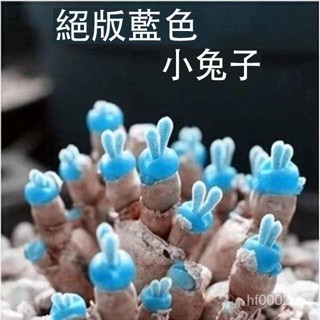 小兔子碧光環多肉種子 稀有多肉種子
