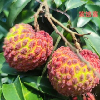 新品冰荔種子荔枝樹種子 馬貴荔觀音綠荔枝樹地栽果樹 荔枝種子