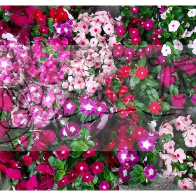 花幫派_季節花卉植物—日日春(隨機出色)--多年生草本~五顏六色/6吋