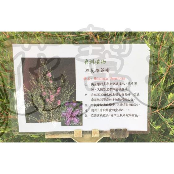 花幫派_香草植物—棉花糖茶樹--又稱百里香蜂蜜桃金孃/5吋高約20-30cm/特價120