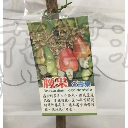 花幫派_水果苗—腰果(介壽果)--介壽果屬~春季開花/4-5吋高約30-40cm