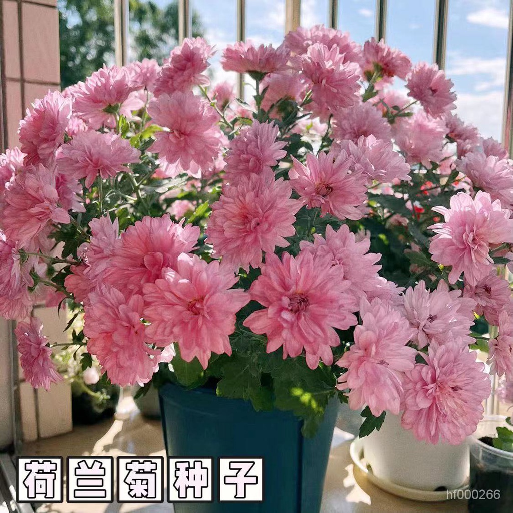 一年開四次花超長花期荷蘭菊花種子庭院花海矮型非姬小菊多年生耐寒花種籽柳葉菊紫菀花 四季開花 荷蘭菊 菊花 種子