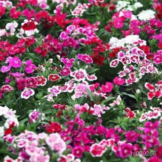 五彩石竹耐寒耐熱易種四季開花多年生盆栽花卉種子室內外庭院種子 康乃馨 五彩石竹