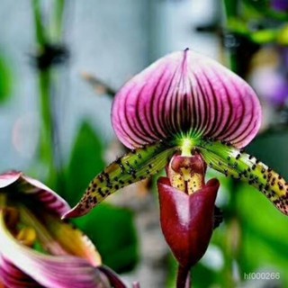 蘭花盆栽植物洋蘭兜蘭紅魔帝綠魔帝 兜蘭花種子