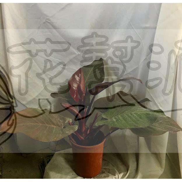 花幫派_室內觀賞植物—帝王蔓綠絨--觀葉植物~雅氣十足/5-7吋高約20-35cm