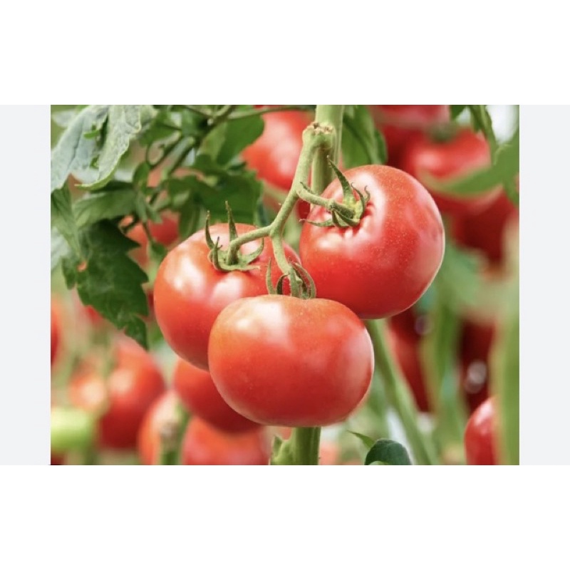 牛蕃茄番茄（10斤1件590元