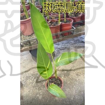 花幫派_觀葉襯景植物—斑葉鳥蕉--綠色帶有白色斑紋~非常迷人/5-6吋高約30-40cm