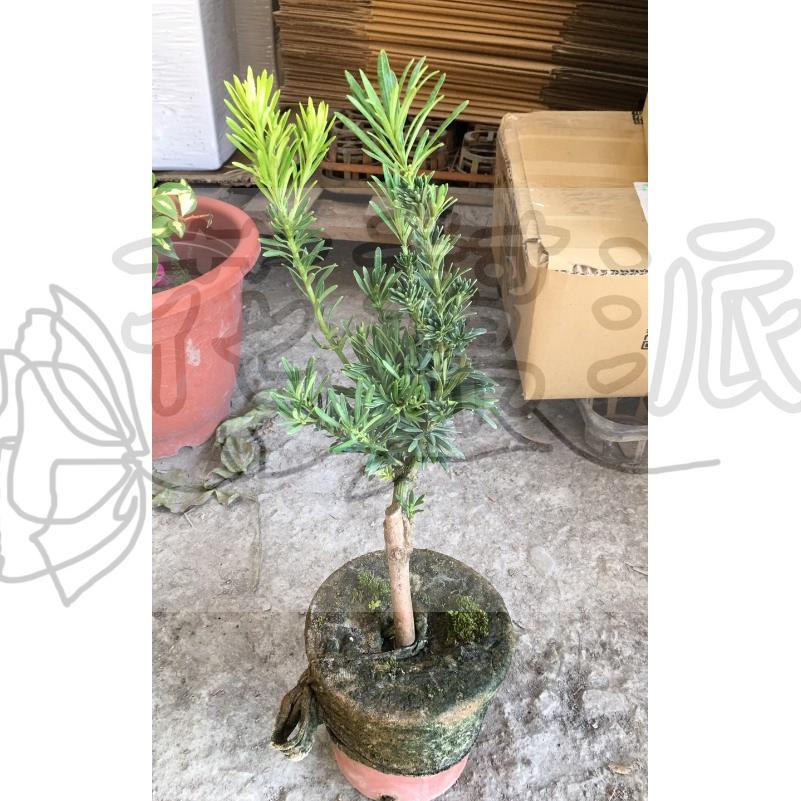 花幫派_喬木觀賞植物—狂龍羅漢松--最新品種~優質景觀植栽/4-5吋高約20-25cm