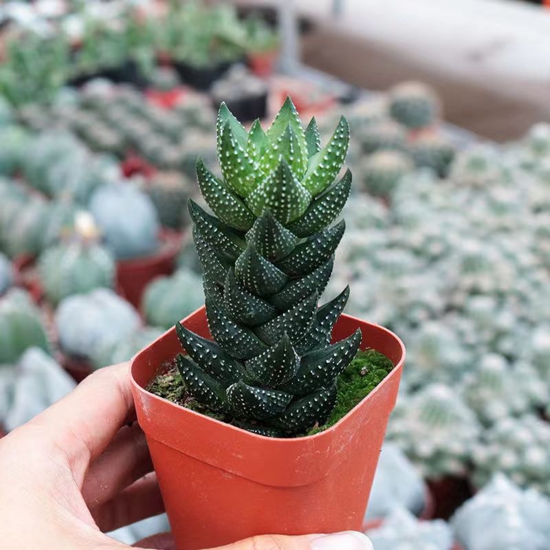 馥郁花藝 九輪塔多肉種子 新手易養 趣味蘆薈 綠植花卉