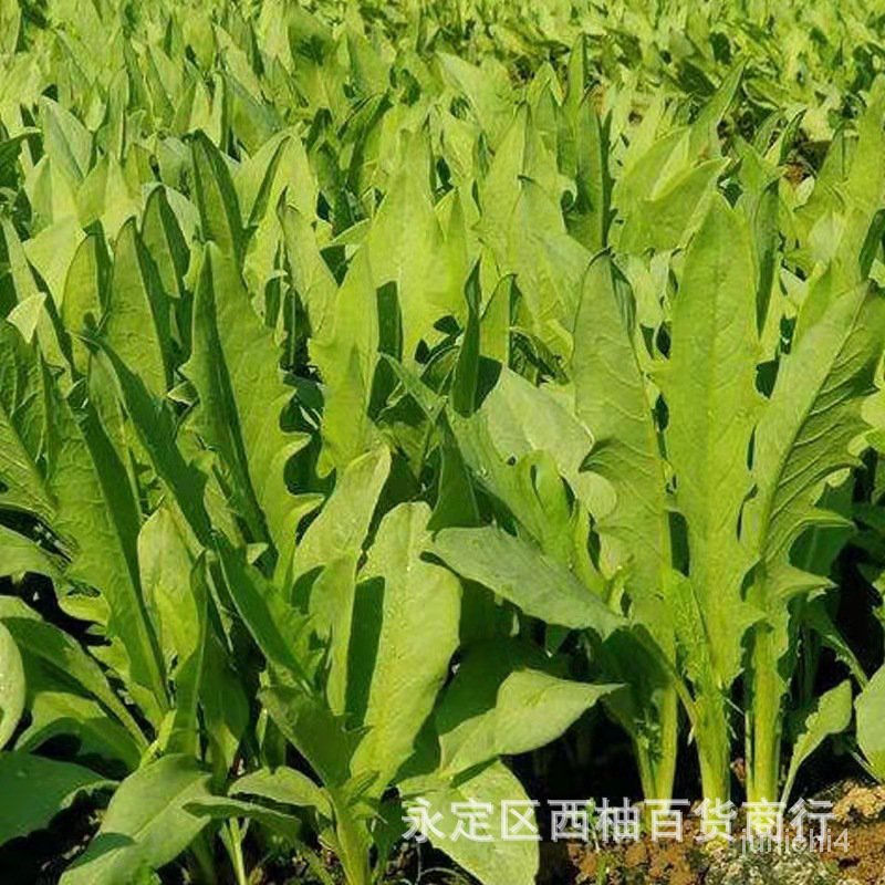 苦蕒菜種子 多年生牧草 豬苦麻菜苦麥菜苦買菜苦賣菜【臺中香香花卉園藝】