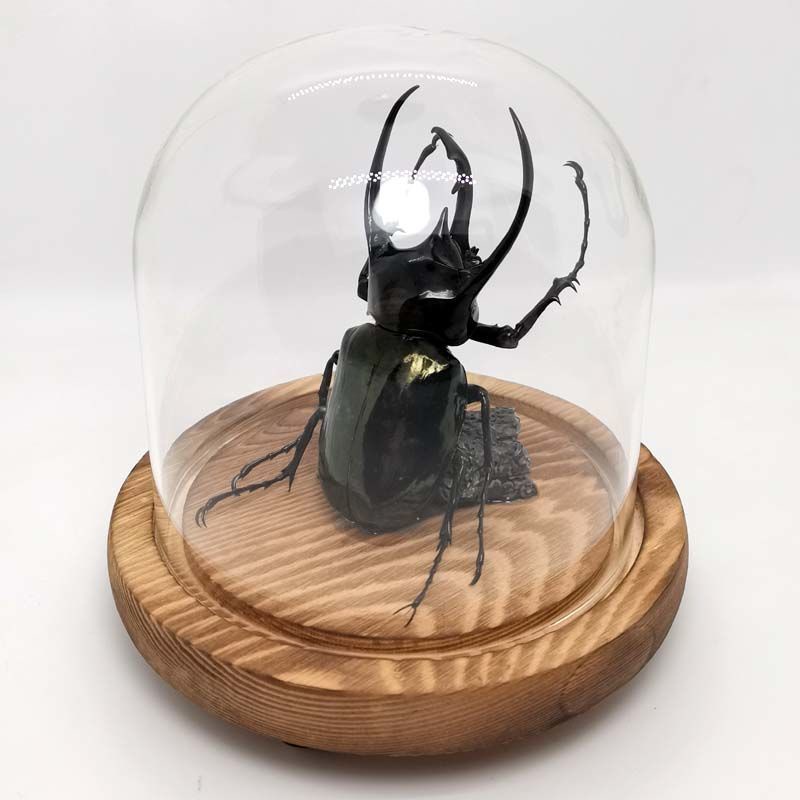 甲蟲南洋大兜蟲獨角仙進口動物昆蟲標本玻璃罩擺件生日禮物盒古枼