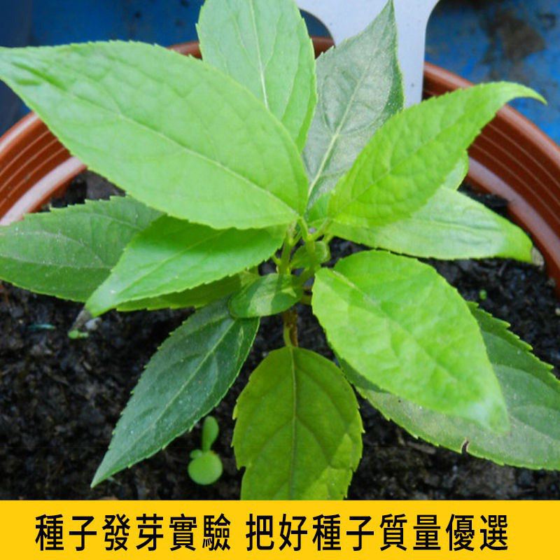 杜仲樹苗的價格推薦 - 2023年9月| 比價比個夠BigGo