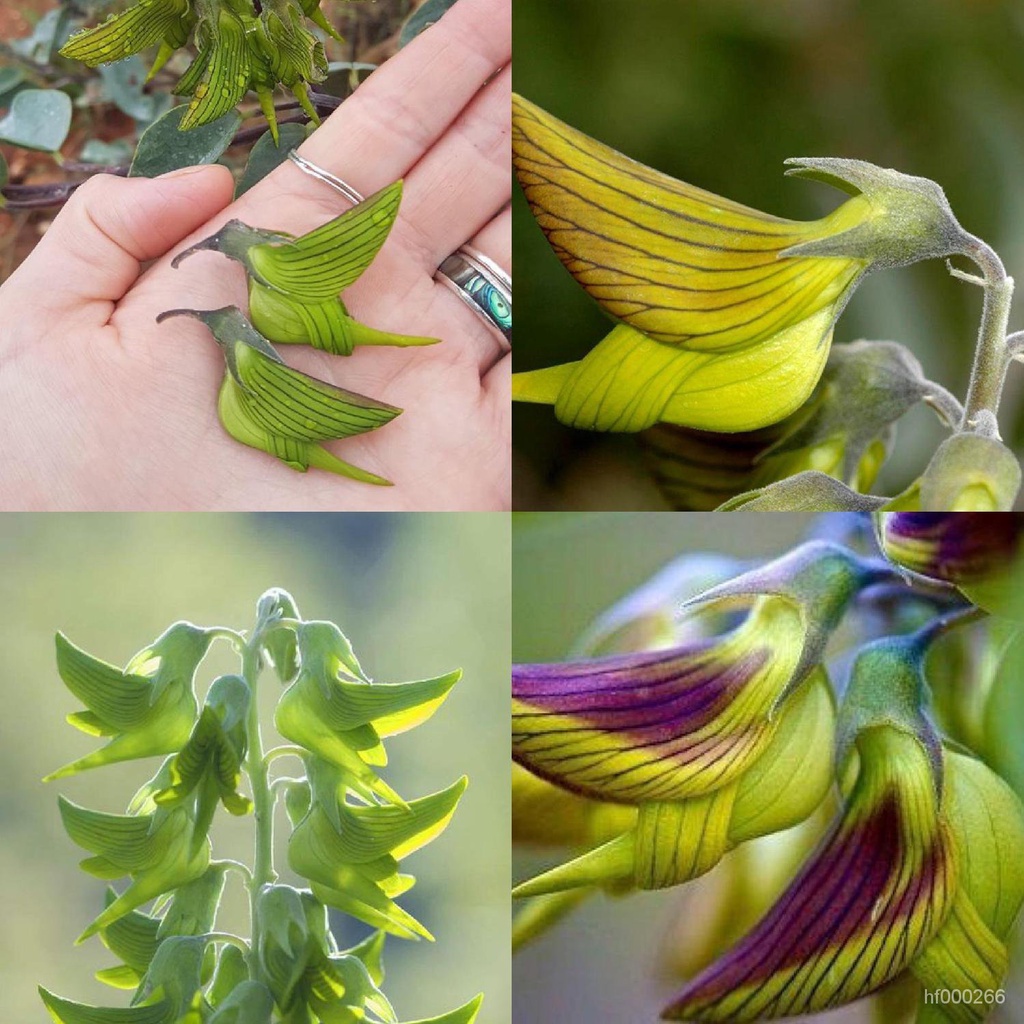 澳大利亞青鳥花種子 帝王鳥花Birdflower 四季陽臺庭院盆栽籽 青鳥花 種子