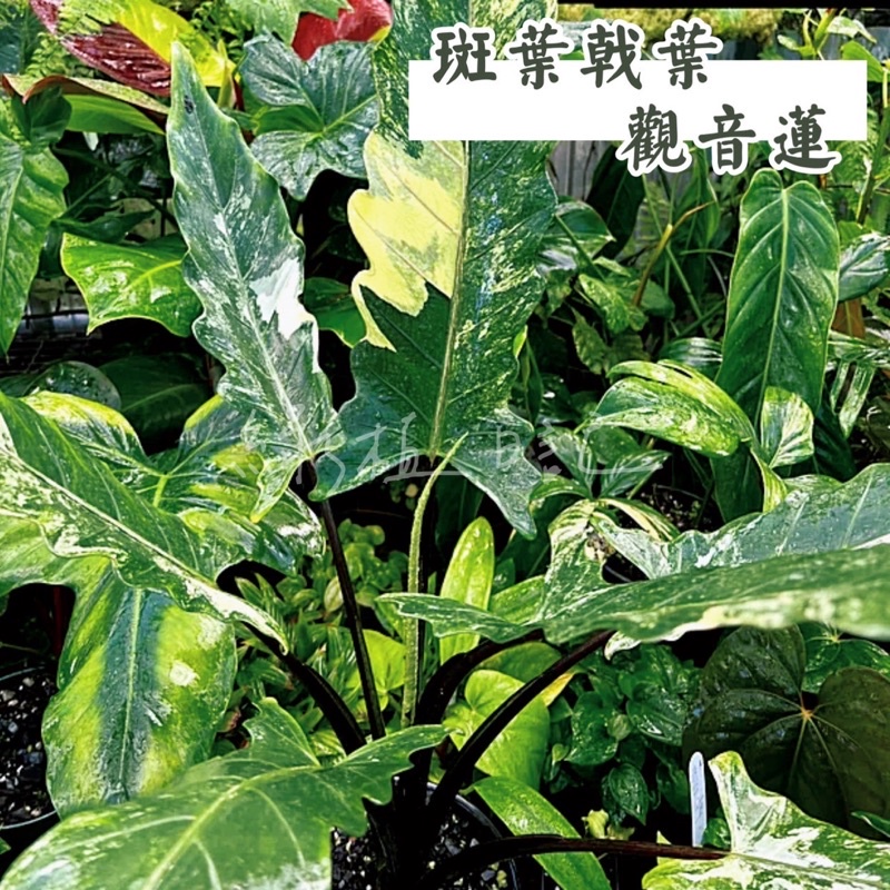 ｜綠植日記｜斑葉戟葉觀音蓮/alocasia lauterbachiana variegata/觀葉植物/3吋