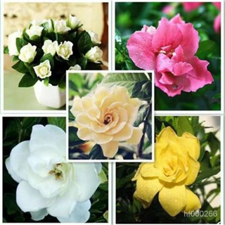梔子花種子四季開花易種活梔子花種室內植物庭院陽臺盆栽花卉種子 新手推薦花卉植物 梔子花