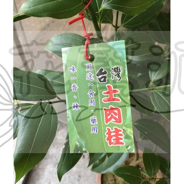 花幫派_香草水果苗—台灣土肉桂--作香料用~樹皮及種子可提煉精油/6吋高約20-30cm/特價365