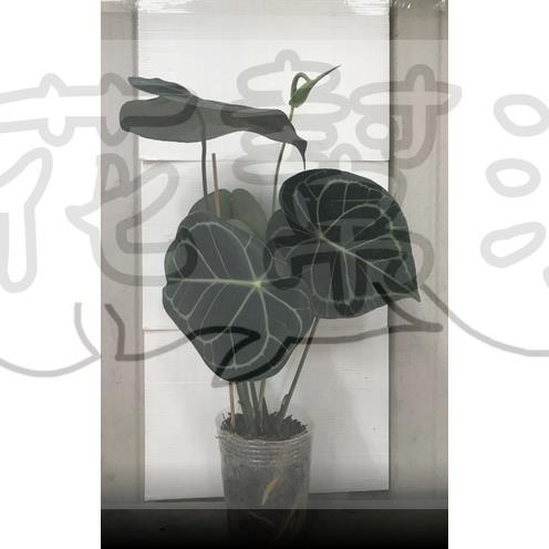 花幫派_綠化襯景植物—圓葉水晶花燭(美型)--觀葉植物~葉闊心形/4-5吋高約10-20cm