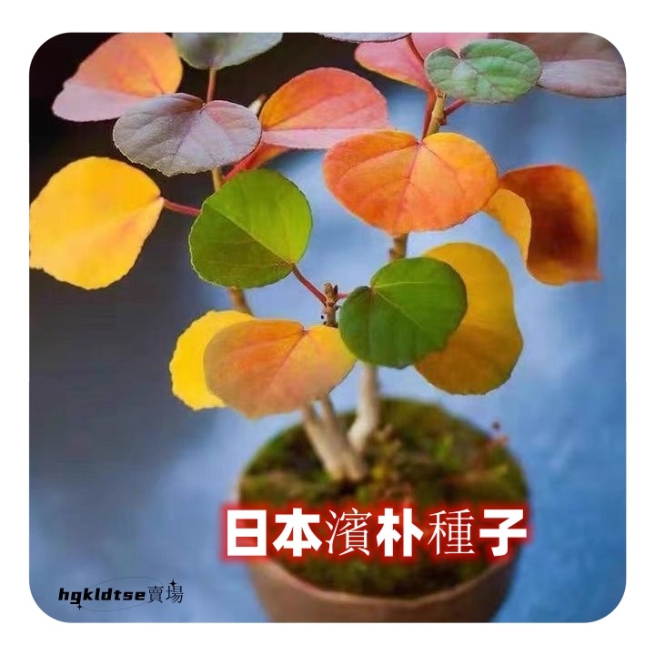 🔥【1站式.農資】🔥日本濱樸 觀葉子掌上盆栽書桌室內外陽臺綠植迷你盆栽種子