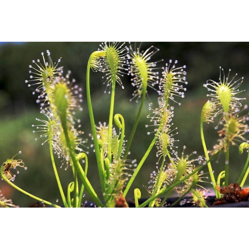 Drosera Albino 白化好望角毛氈苔 ♛Flycatcher食蟲植物專賣店♛