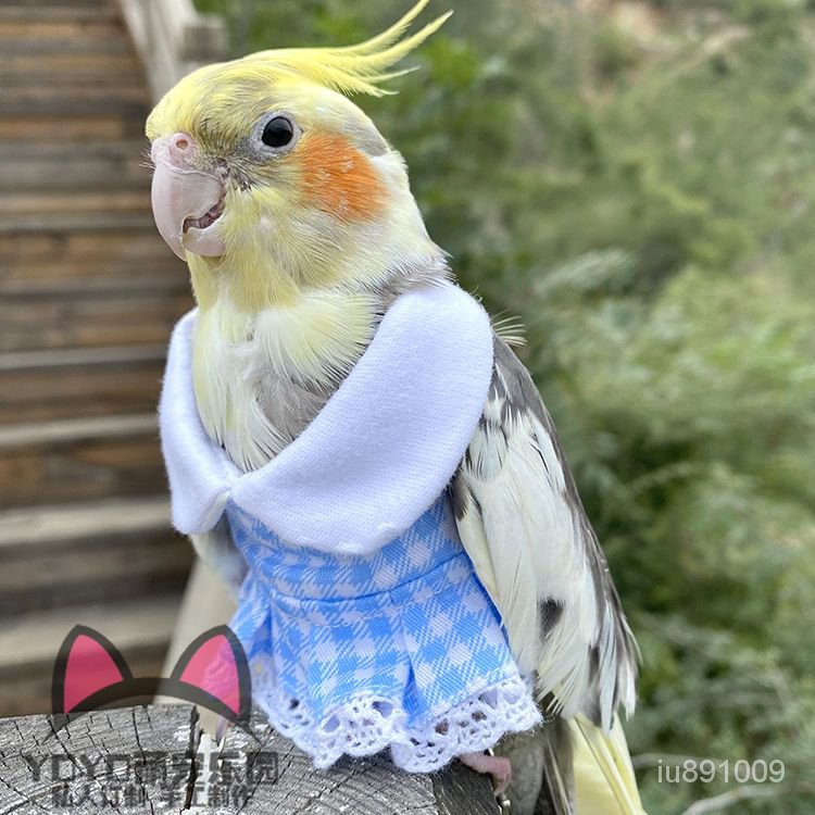 優選好物 定製鸚鵡飛行服中小型鳥類鞦鼕保暖加厚衣可愛連衣裙放飛衣服 DMBO