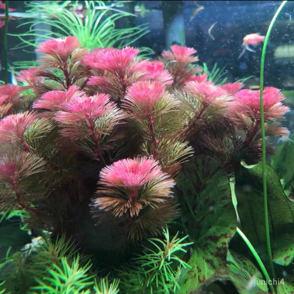 紅菊花種子易養紅色水草種子陰性後景無需二氧化碳魚缸草缸造景裝飾種子【惠農園藝】