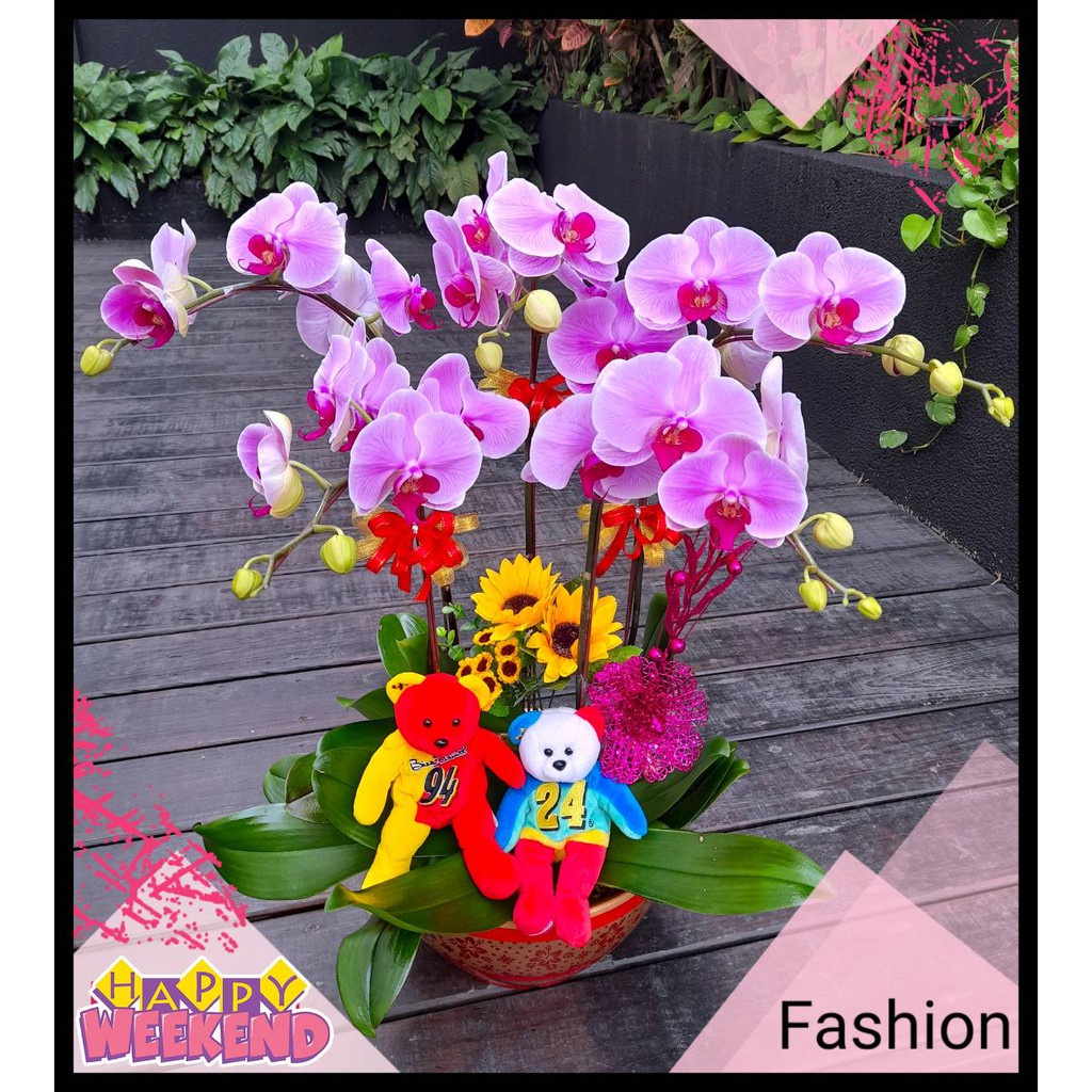 新北市花店【gtco720】蝴蝶蘭盆栽(粉花/桌上型)~駿業鴻圖~熊賺錢~專人專車配送板橋/新莊/三重/永和/中和/五股