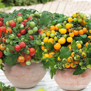 [超低價】矮生黃番茄種子蔬菜櫻桃小西紅柿圣女果種子