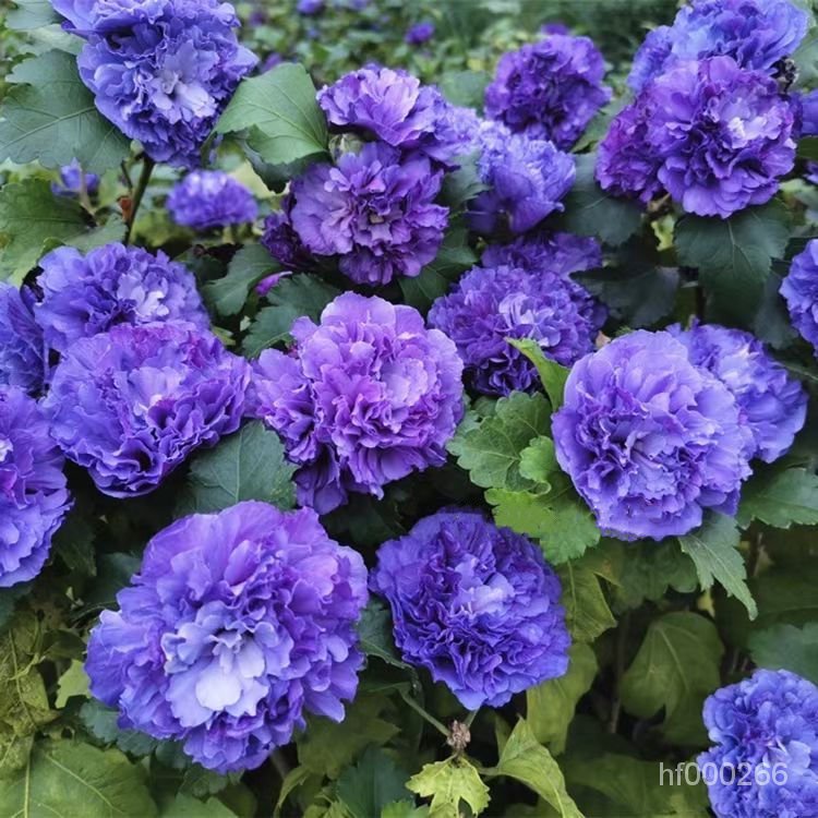 藍莓冰沙藍色紫色重瓣大花木槿花種子盆栽多季開花庭院花卉植物好養花卉 木槿花