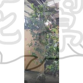 花幫派_喬木觀賞植物—四季桂花--優良品種~一年四季均有花開/頭徑3cm吋高約100-120cm