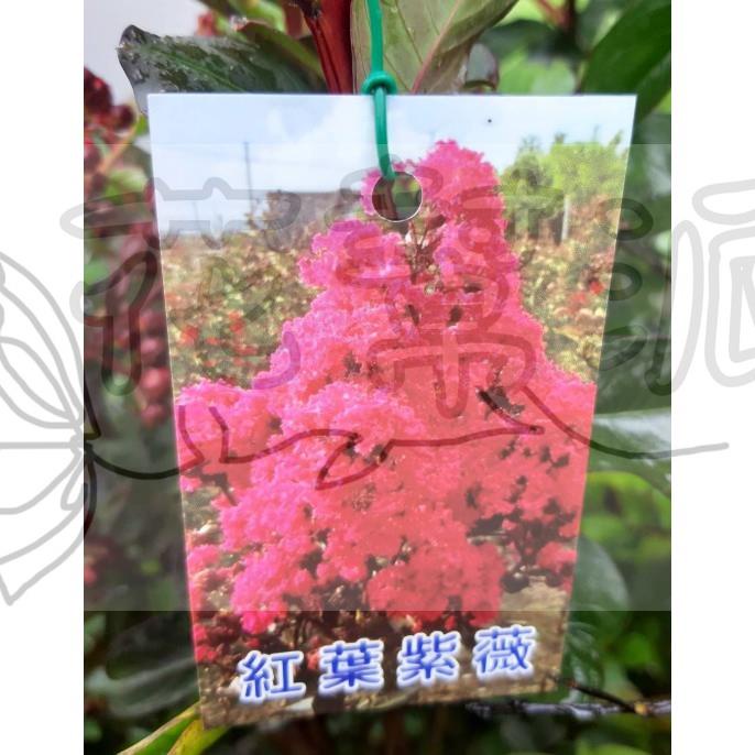 花幫派_喬木圍籬—紅葉紅花紫薇--美化環境~道亮麗風景/5-8吋高約30-40cm