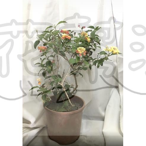 花幫派_圍籬觀花植物—馬櫻丹--隨機出顏色~優良園藝植栽/6吋