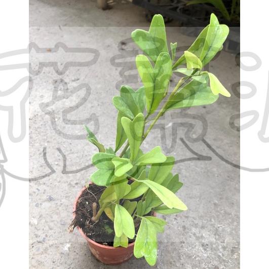 花幫派_小品盆栽—心葉鵝掌藤--心型造型~新品種/3吋高約10-12cm