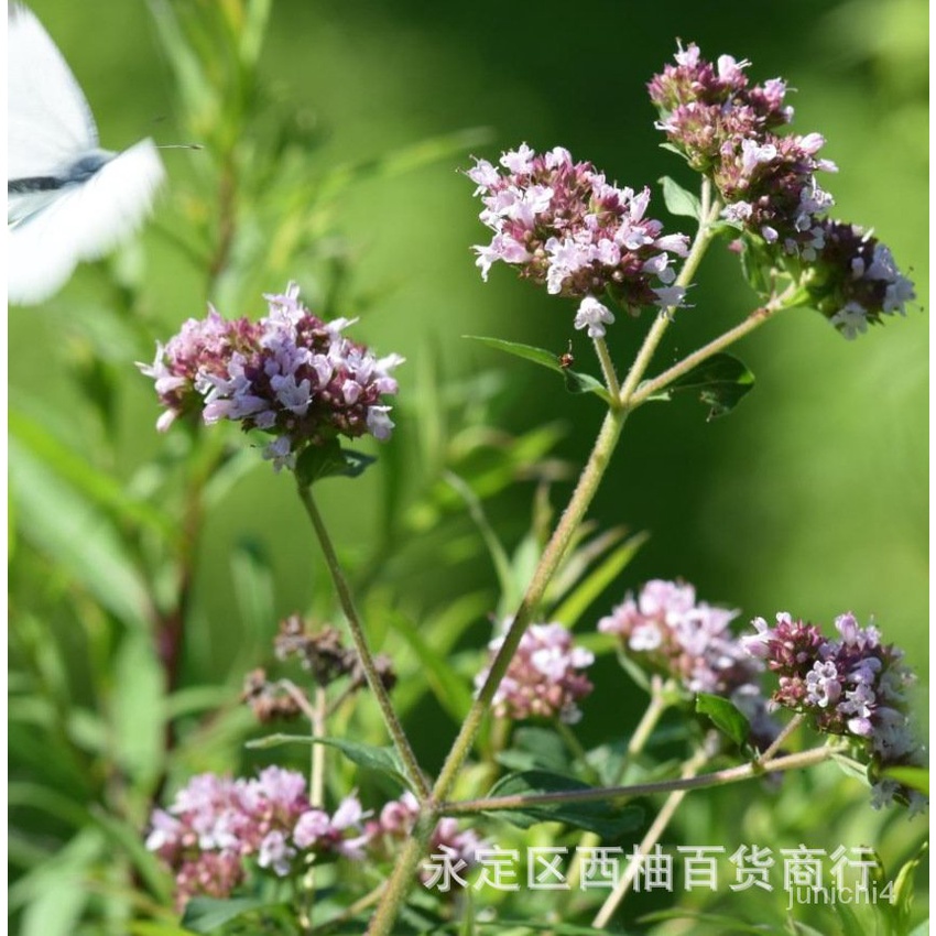 牛至藿香迷迭香羅勒薰衣草綠薄荷香草種子花種子香草芳香植物種子【惠農園藝】