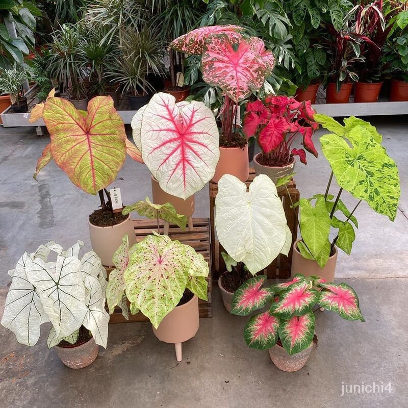 進口彩葉種子芋  多種可選 Caladium bicolor 若慕 室內戶外綠植種子惠農園藝】