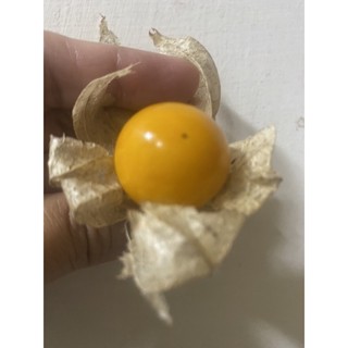 日本黃金莓（大果）（燈籠果)四季長果/4.5吋盆/盆栽果樹/定價160特價120