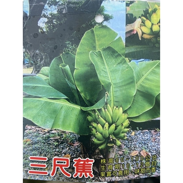 景宏種苗/香蕉苗 /新品種三尺蕉 矮種香蕉苗 4吋盆 特價$285元