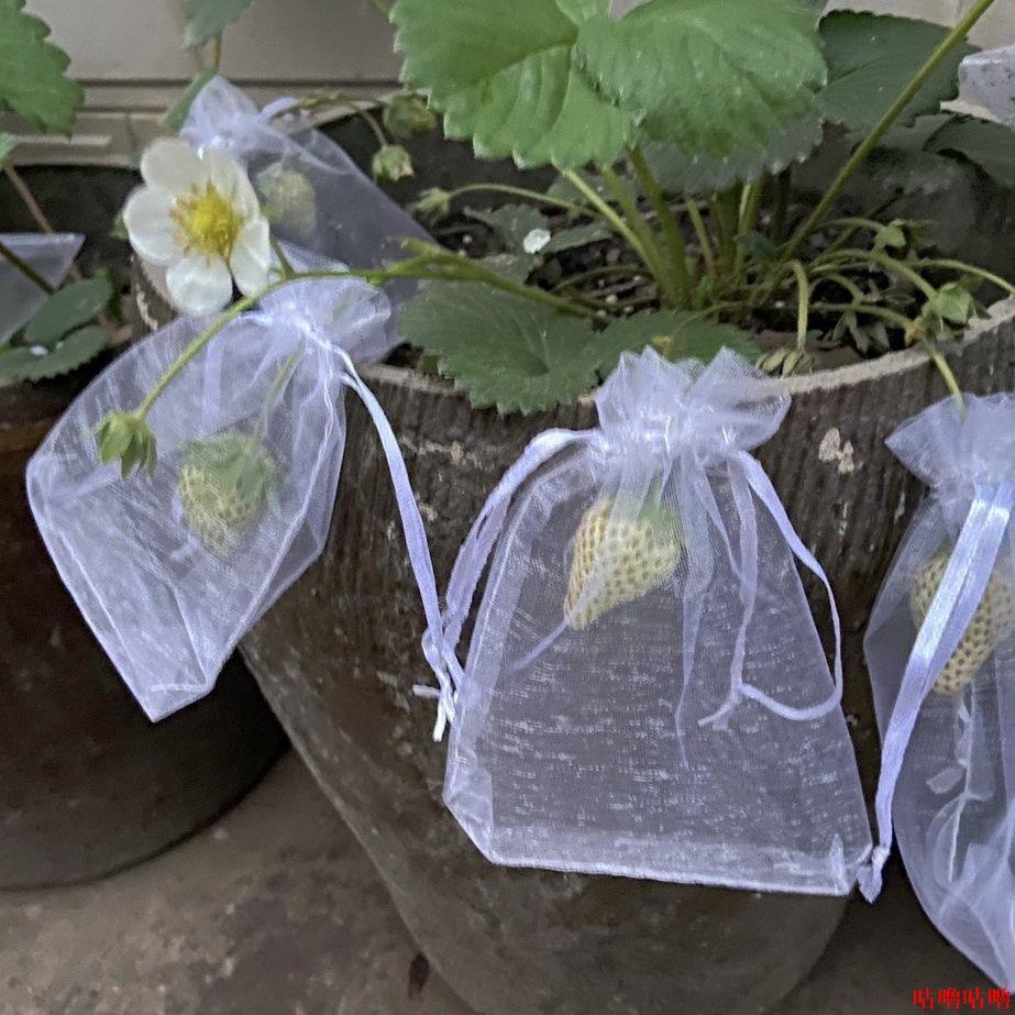 🌟熱賣🌟防蟲網紗袋🌟🌟 水果防蟲果子防鳥保護草莓袋網袋透氣番茄藍莓套袋專用袋防蟲網袋