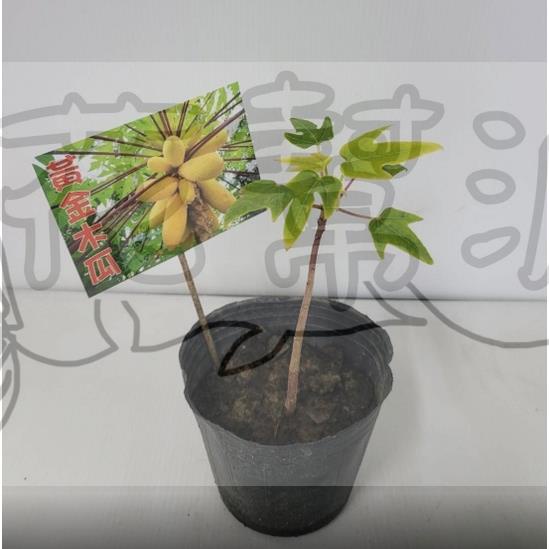 花幫派_水果苗—黃金木瓜--矮種~香甜濃郁/3.5吋高約3-5cm