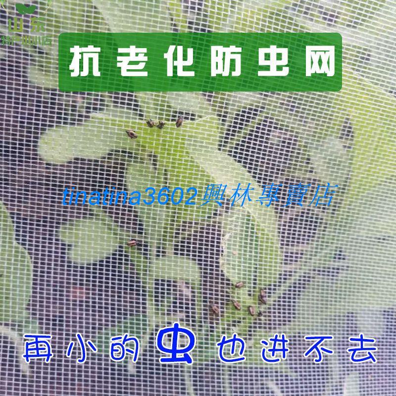 🔥台灣下殺🔥防蟲網罩庭院防蚊網蔬菜大棚紗窗紗網布尼龍臘肉晾曬網防蒼蠅批發