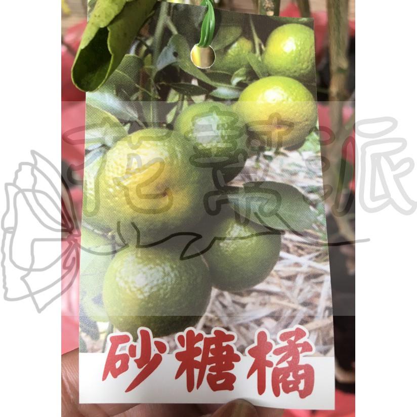 花幫派_水果苗--沙糖橘(綠皮)--又稱砂糖橘/果皮綠果肉金黃 /4.5吋高約30-50cm