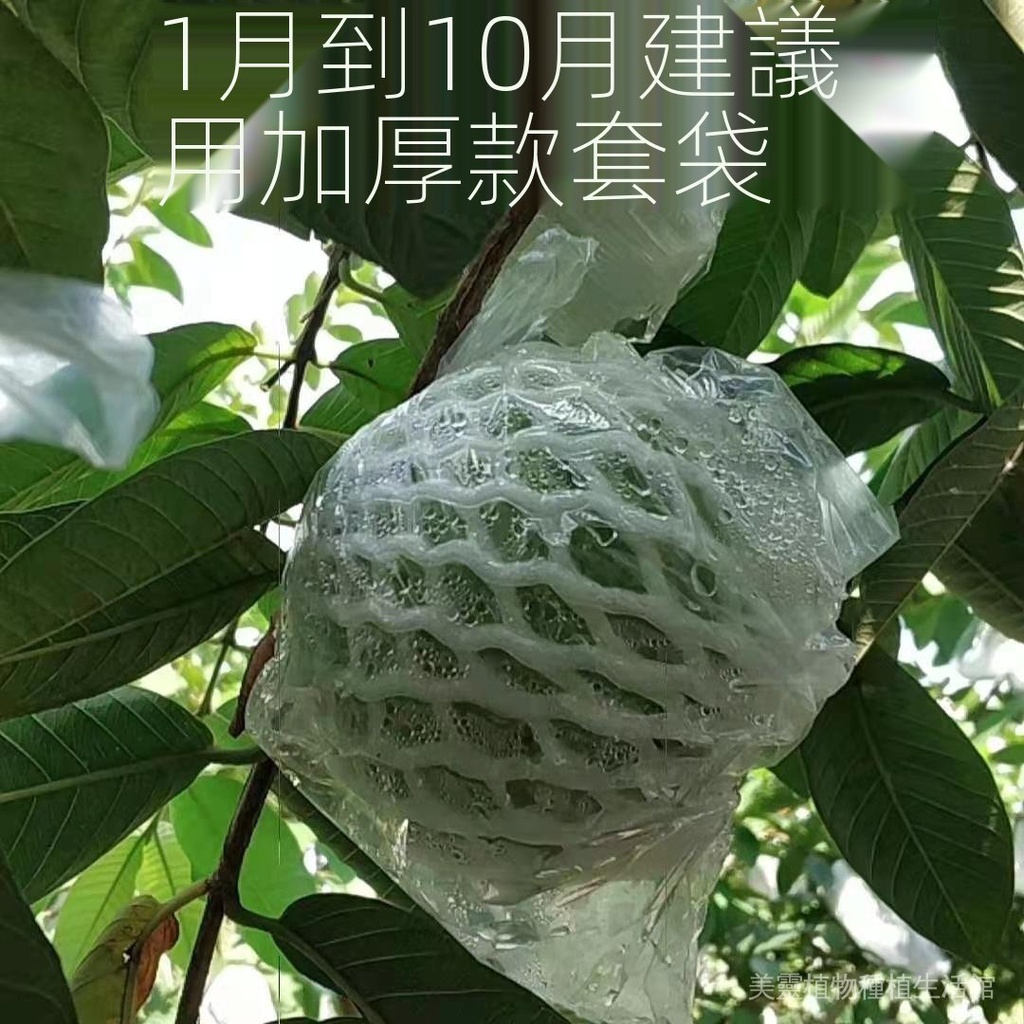 2021年新料 高品質 水果網套 芭樂番石榴袋 專用袋子防蟲套袋 農業薄膜一體加厚果袋