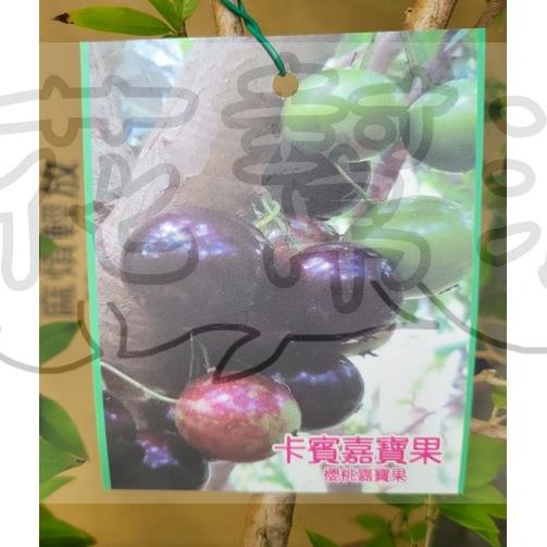花幫派_水果苗—卡賓樹葡萄--稀有水果~果肉呈多汁半透明/6-7吋高約60cm