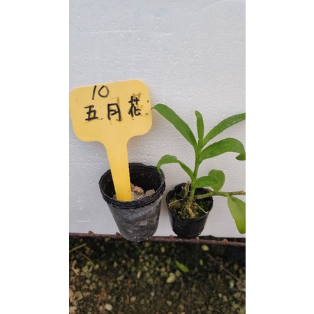 五月花石斛蘭 花苗 三顆一百