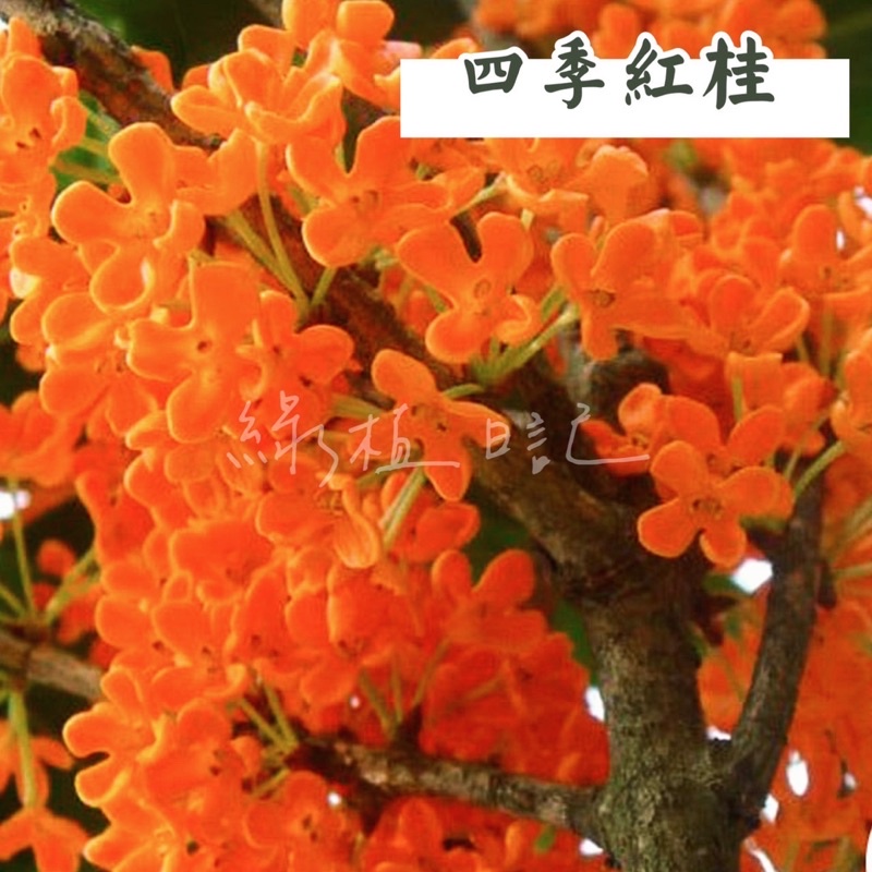 ｜綠植日記｜四季紅桂/桂花/四季桂/5吋