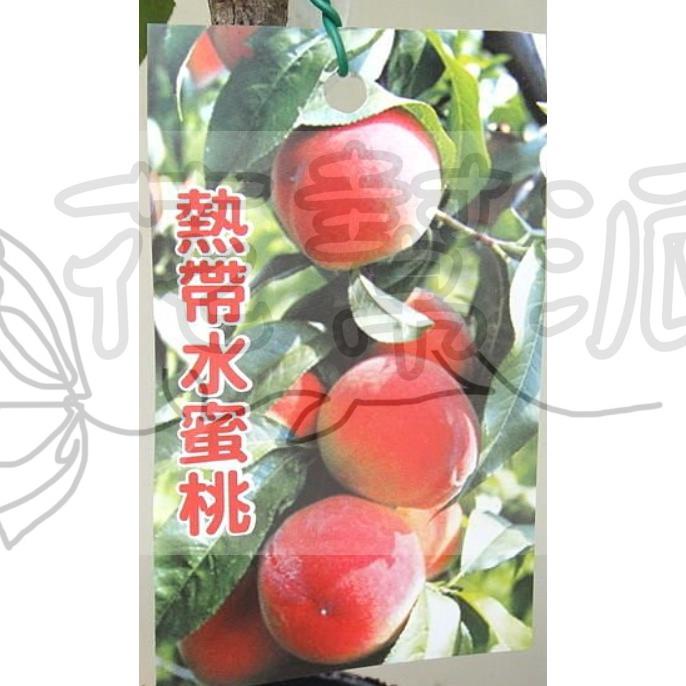 花幫派_水果苗--熱帶水蜜桃--初夏的水蜜桃~雅香嫩甜味/4吋高約40-60cm
