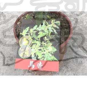 花幫派_香草植物--馬告--又名山胡椒~原住民都叫馬告/6吋